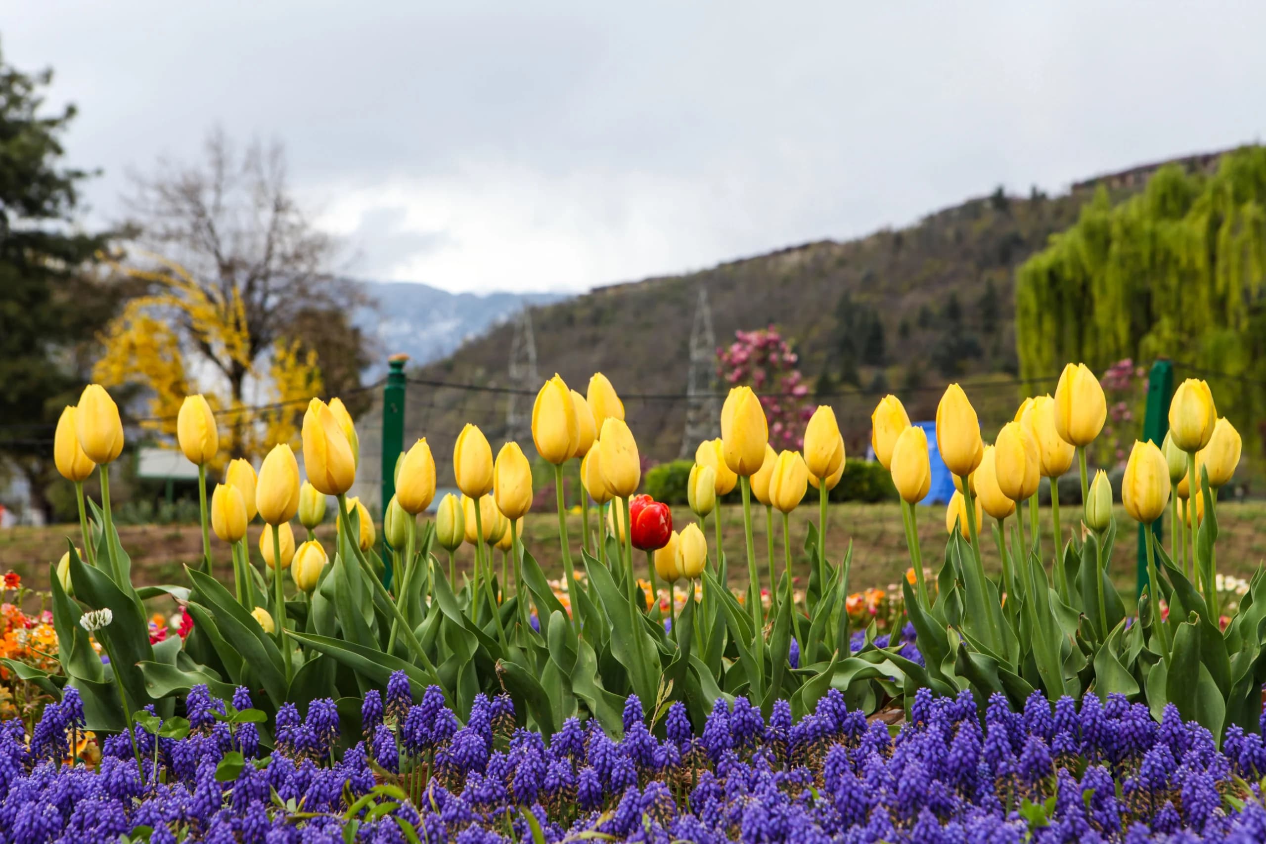 Kashmir Tulip Dream